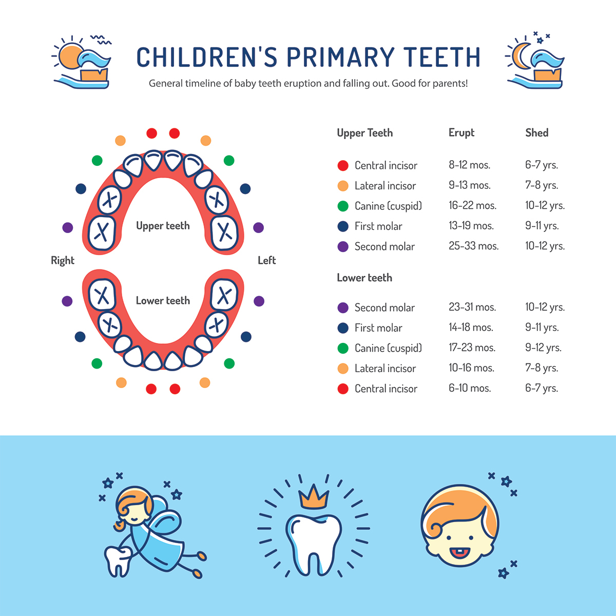 Willow Pass Dental Care Baby Teeth Chart