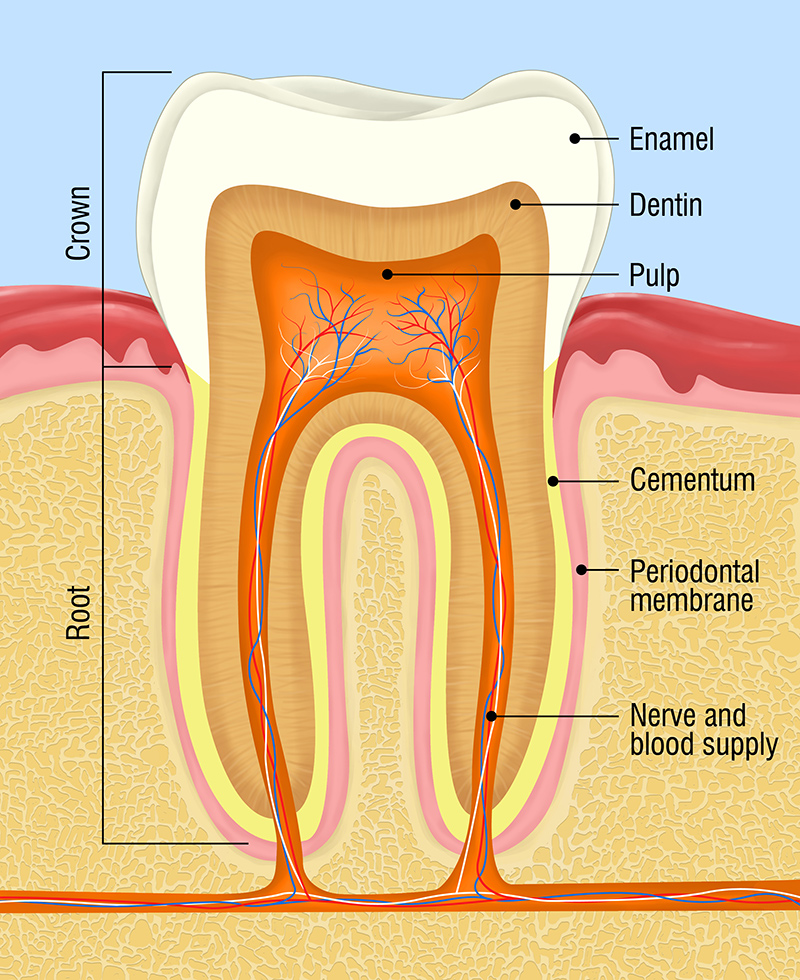 Illustration of the inside of a tooth