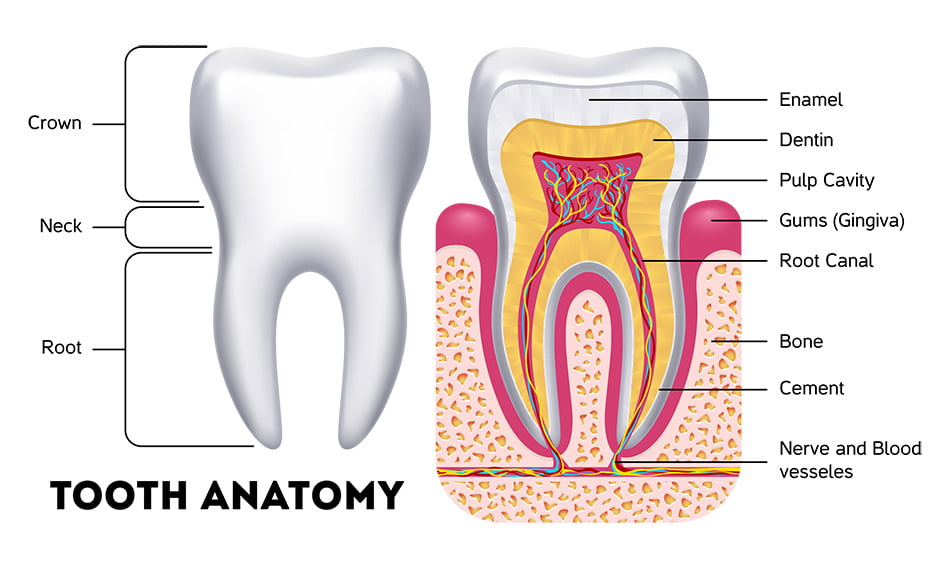 Tooth Anatomy for Sensitive Teeth