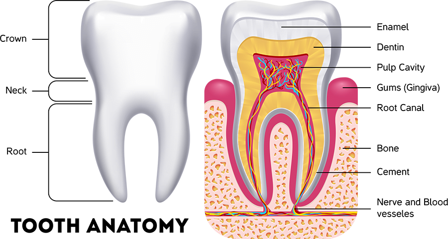 Anatomy of a Tooth - Cavities